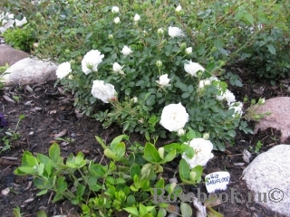 White Babyfloor