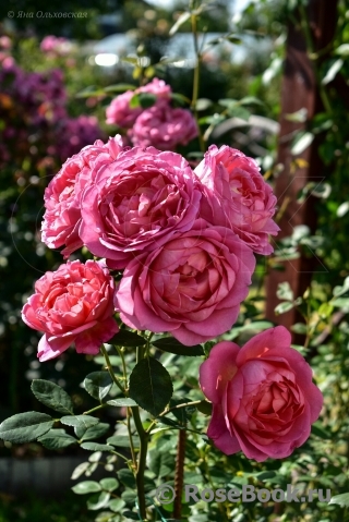 Pink Lady of Shalott