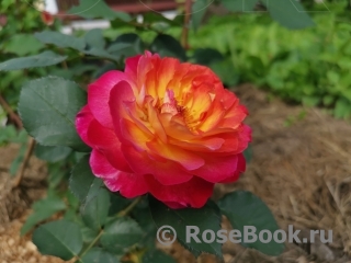 Rosa Le Rosier De La Memoire