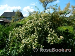 Rosa helenae 'Semiplena'