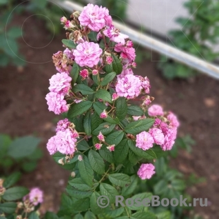 Perennial Rosali ®