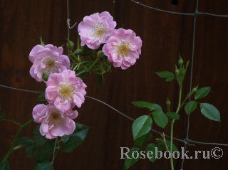 Lakeland Rose