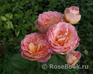 Dornburger Schlossrose