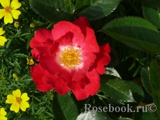 Girlguiding UK Centenary Rose