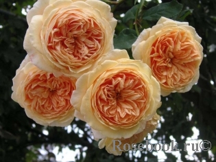 Crown Princess Margareta®