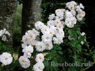 Paul’s Himalayan Musk 