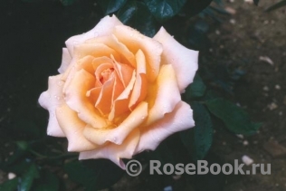 Caron Keating Rose 