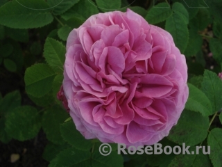 Duchesse de Rohan