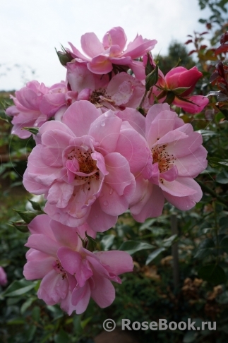 Jardiniers Du Paradis