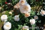 Crocus Rose® 