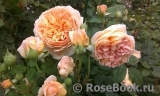 Crown Princess Margareta®