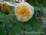 Crown Princess Margareta®