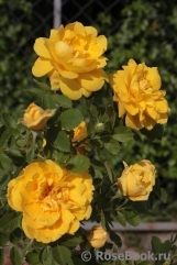 Persian Yellow