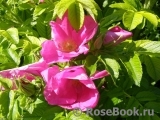 Rosa rugosa rubra