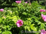 Rosa rugosa rubra