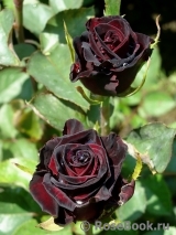 Black Baccara