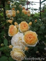 Crown Princess Margareta®