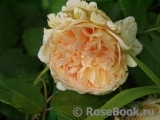 Crown Princess Margareta®