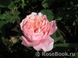 The Alnwick Rose