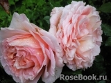 Abraham Darby