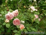 Abraham Darby