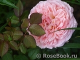 Abraham Darby