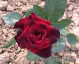 Black Baccara