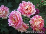 Rose des Cisterciens 