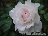 Great North Eastern Rose 