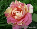 Rose des Cisterciens 