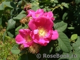 Rosa gallica 'Officinalis'