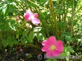 Rosa gallica 'Officinalis'