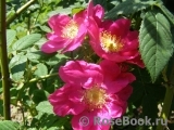 Rosa gallica 'Officinalis'