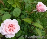 Rose de Tolbiac ®