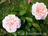 Rose de Tolbiac ®