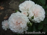 Great North Eastern Rose 