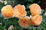 Crown Princess Margareta®