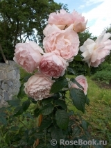 The Wedgwood Rose