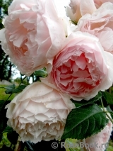 The Wedgwood Rose