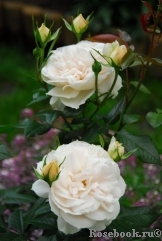 Lions Rose