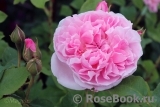 Cottage Rose 