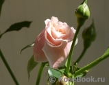 Rose de Tolbiac ®