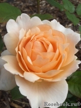 Ambridge Rose 