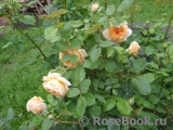 Crown Princess Margareta®