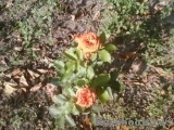 Orange Babyflor 