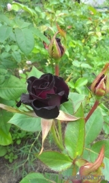 Black Baccara