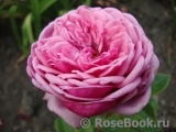 Durance Ancian Rosa