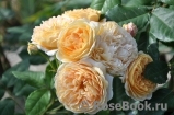 Crown Princess Margareta®