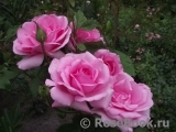 Jardins de Villandry