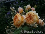 Crown Princess Margareta®